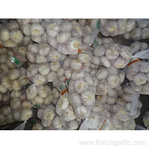 High Quality Fresh Normal White Garlic